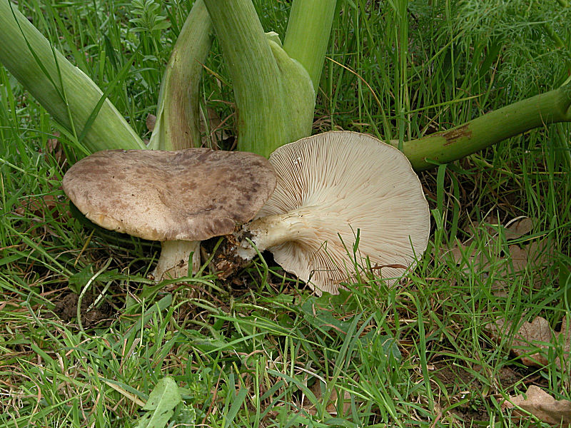 Pleurotus eryngii var.ferulae